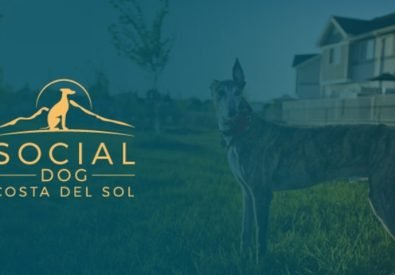 Social Dog Training